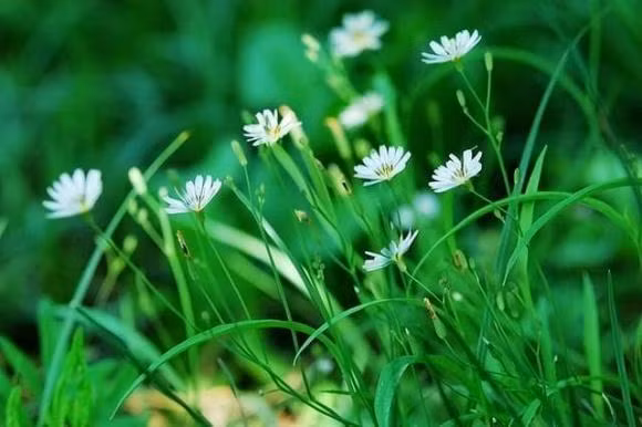 Nguoi co tri tue cam xuc cao khong den tham nha ba nguoi nay-Hinh-2