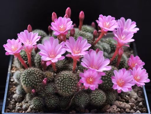 Tết Nhâm Dần 2022: 5 loại hoa phá tài tán lộc, chớ dại rước về - Hình 3 Tet Nham Dan 2022: 5 loai hoa pha tai tan loc, cho dai ruoc ve-Hinh-3