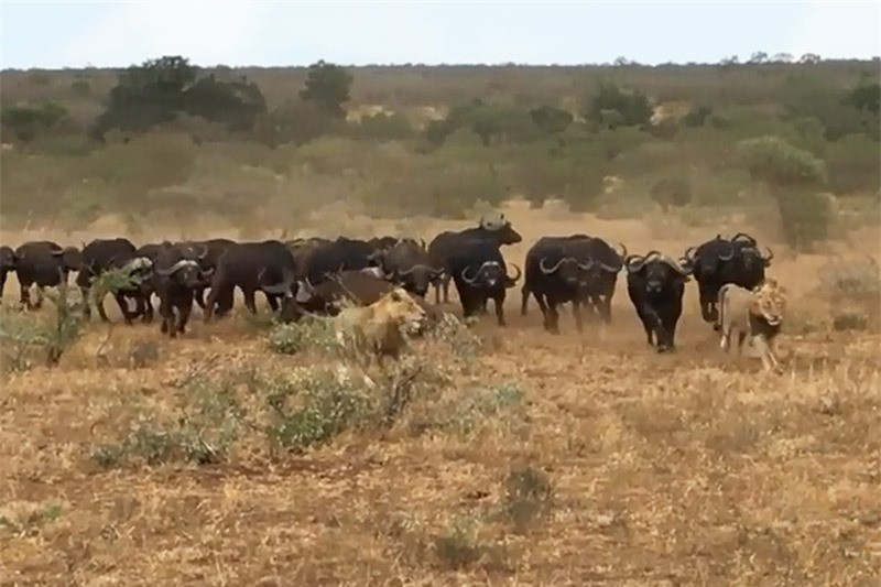 Video: Dan trau rung duoi su tu chay “te khoi”