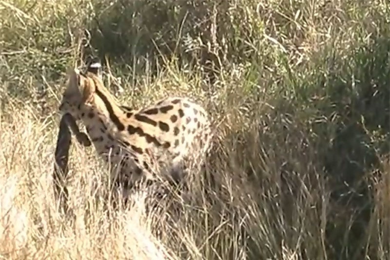 Linh miêu giết chết rắn độc khổng lồ ảnh 1