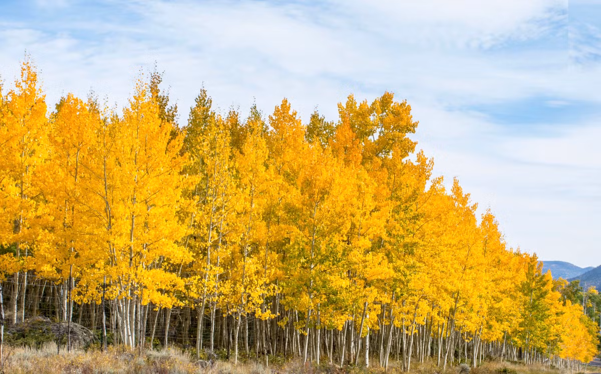 Diem mat 5 cay co thu co tuoi tho lau doi nhat tren the gioi