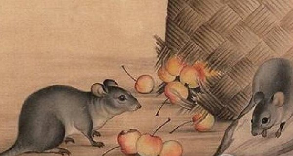 Có 3 con giáp sẽ vướng hạn Tam Tai trong Nhâm Dần 2022, đó là: Tuổi Tý. Sự nghiệp của những con giáp tuổi Tý làm công ăn lương dù chưa gặp nhiều trắc trở trong thời gian tới nhưng mọi việc vẫn được duy trì đều đặn như khoảng thời gian trước đó.