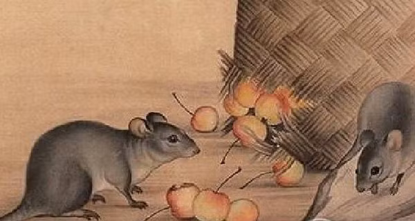 Có 3 con giáp sẽ vướng hạn Tam Tai trong Nhâm Dần 2022, đó là: Tuổi Tý. Sự nghiệp của những con giáp tuổi Tý làm công ăn lương dù chưa gặp nhiều trắc trở trong thời gian tới nhưng mọi việc vẫn được duy trì đều đặn như khoảng thời gian trước đó.