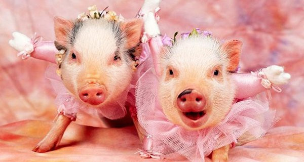  Tuổi Hợi. Theo tử vi 12 con giáp, người tuổi Hợi trời ban cho tính thật thà thẳng thắn, họ luôn nhiệt tình giúp đỡ, lo lắng cho người khác hết lòng. Trong năm Tý nhờ được phúc tinh cao chiếu nên họ luôn vượng vận quý nhân phù trợ.