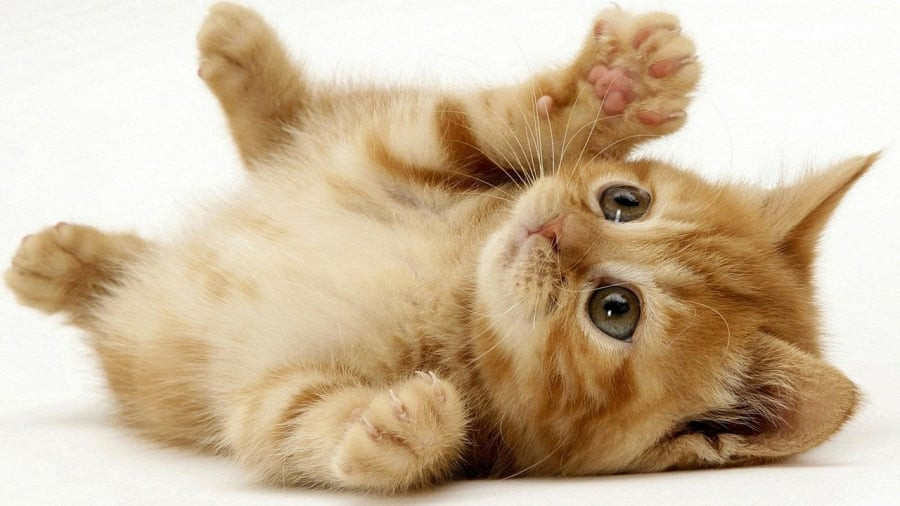 Quan Thái Âm ban lộc: 3 tuổi tiền về chật két cuối tháng 10 Âm Quan Thai Am ban loc: 3 tuoi tien ve chat ket cuoi thang 10 Am