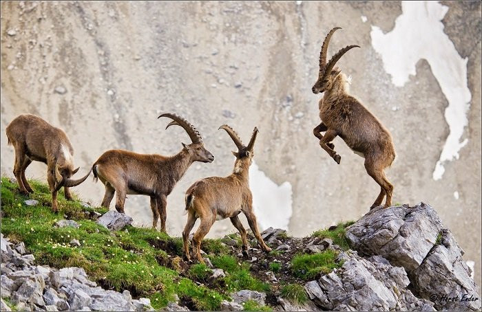 Con giáp tuổi Mùi có thể kiếm thu được lợi nhuận lớn, gia đình yên ổn, mối quan hệ với bạn bè cũng rất tốt. Vì vậy, họ không lúc nào cô đơn, có can đảm để nỗ lực phấn đấu trong sự nghiệp.