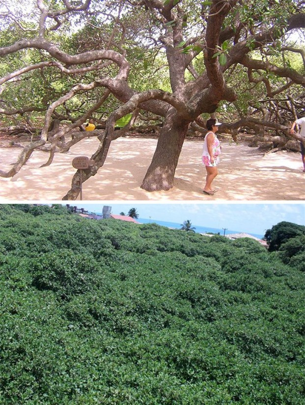 19 thứ kỳ quặc khiến bạn không thể tin chúng tồn ảnh 15 19 thứ kỳ quặc khiến bạn không thể tin chúng tồn ảnh 15