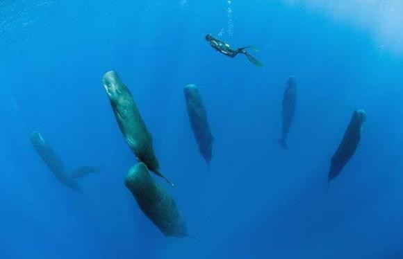 Ca voi ro rang la dong vat co vu, lam sao chung ngu duoi bien?-Hinh-2