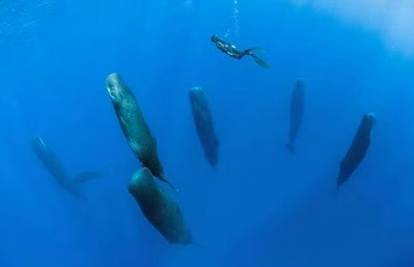 Ca voi ro rang la dong vat co vu, lam sao chung ngu duoi bien?-Hinh-2