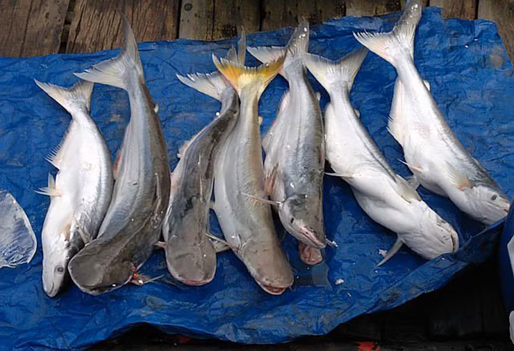 Cũng đã có những hộ dân mang cá dứa về nuôi thử nhưng mà không đạt kết quả cao bởi chất lượng thịt kém thơm ngon hơn cá dứa trong tự nhiên.