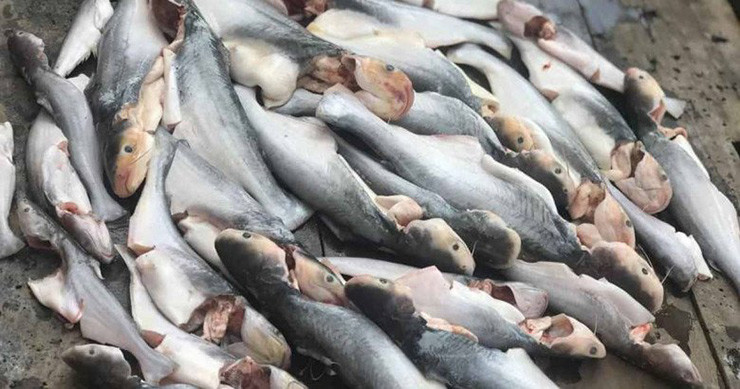 Trên thị trường, cá dứa tươi được bán với 350.000-400.000 đồng/kg, cá tự nhiên một nắng dao động từ 550.000-650.000 đồng/kg.