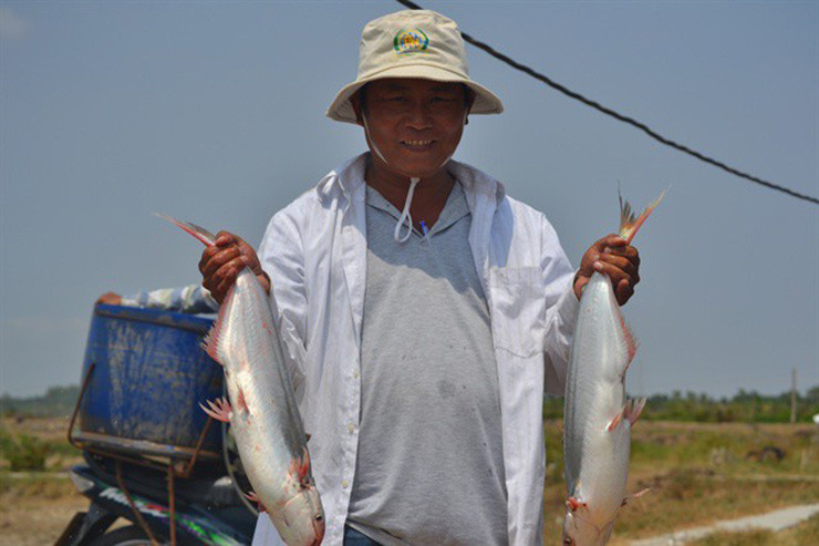 Thức ăn khoái khẩu của cá dứa là trái bần, trái sác...