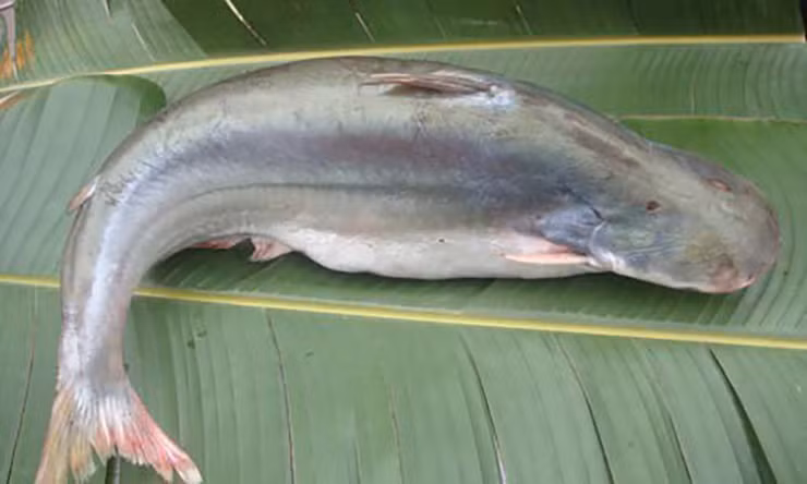 Trước kia cá dứa có rất nhiều, còn giờ đây cá dứa trong tự nhiên khan hiếm nên việc "săn" cá vất vả hơn xưa.