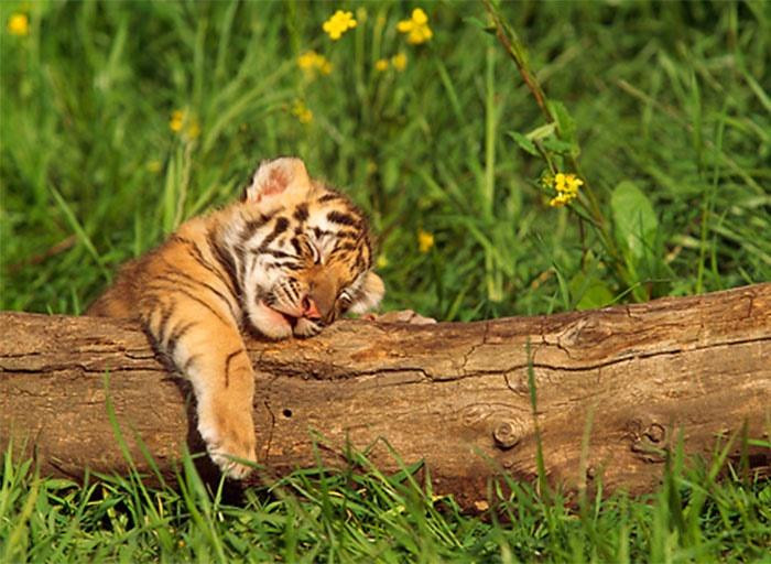 Tất nhiên, con giáp tuổi Hổ có những phẩm chất hơn người. Họ có thể xoay chuyển tình thế và tự mình vượt qua khó khăn. Người tuổi Dần gần như là người hoàn hảo và có không ít quý nhân muốn giúp đỡ bạn.