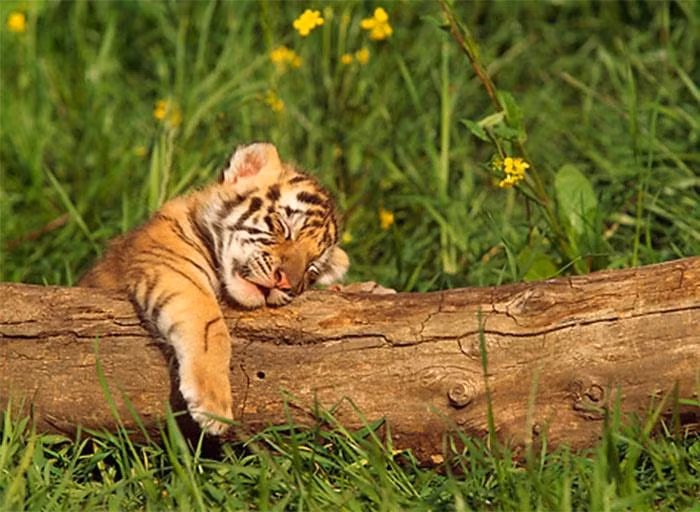 Tất nhiên, con giáp tuổi Hổ có những phẩm chất hơn người. Họ có thể xoay chuyển tình thế và tự mình vượt qua khó khăn. Người tuổi Dần gần như là người hoàn hảo và có không ít quý nhân muốn giúp đỡ bạn.