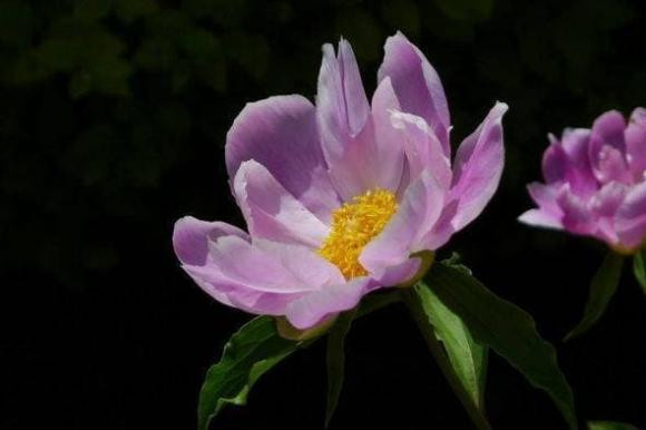 Tre sinh vao nhung ngay sau sinh ra co phuc khi, tuong mao tot-Hinh-3