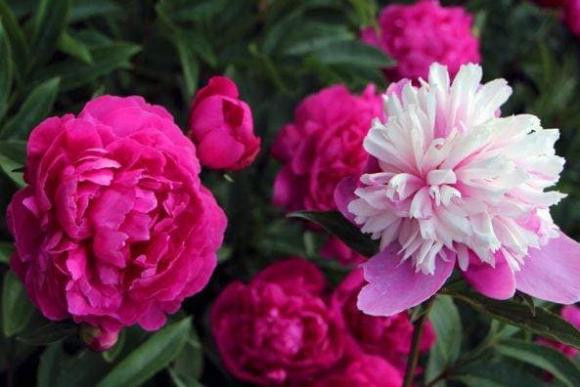 Tre sinh vao nhung ngay sau sinh ra co phuc khi, tuong mao tot