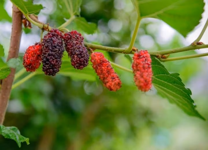 Cac cu dan: Phong khach khong dat 3 thu, san nha khong trong 3 cay-Hinh-3