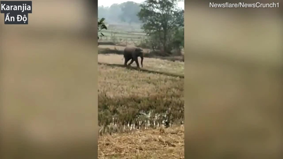 Bị "voi điên" trả thù, người đàn ông bỏ chạy thục mạng Bi