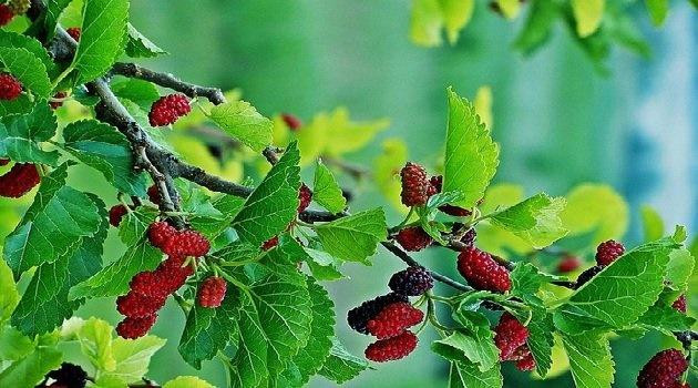 Ngoài ra, người xưa cho rằng trồng cây dâu trước nhà còn làm xua đuổi vận quý nhân, khiến tài lộc của gia đình không thể phát.