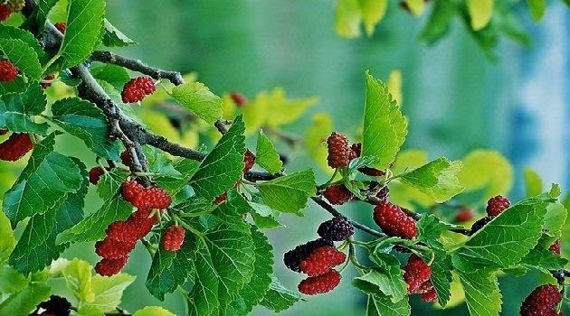 Ngoài ra, người xưa cho rằng trồng cây dâu trước nhà còn làm xua đuổi vận quý nhân, khiến tài lộc của gia đình không thể phát.