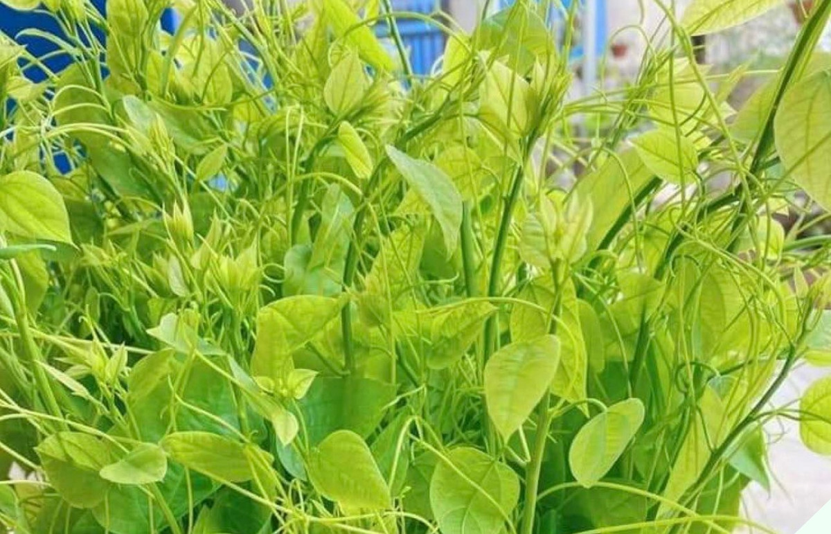 Thứ rau dại có mùi khai nồng, nay thành món đặc sản Thu rau dai co mui khai nong, nay thanh mon dac san
