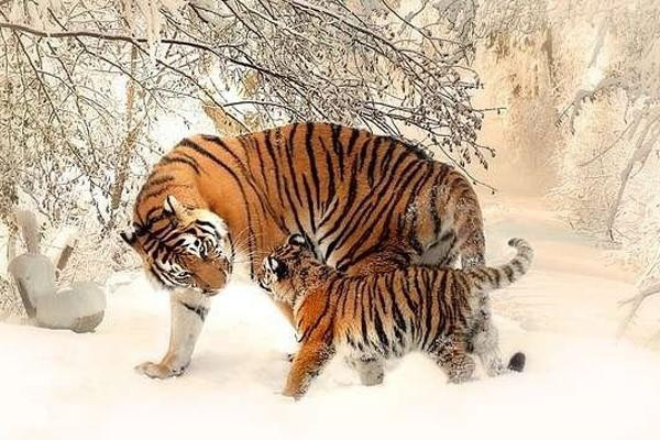 Người tuổi Dần thường tài năng, nhãn quan tinh tường, đồng thời hết mực tốt bụng, bao dung và nhân hậu. Bản mệnh thường có vận quý nhân vượng nên cuộc sống hay công việc cũng trở nên thuận lợi hơn phần nào.