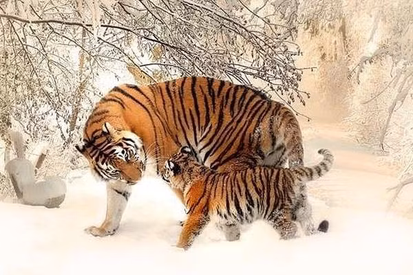 Người tuổi Dần thường tài năng, nhãn quan tinh tường, đồng thời hết mực tốt bụng, bao dung và nhân hậu. Bản mệnh thường có vận quý nhân vượng nên cuộc sống hay công việc cũng trở nên thuận lợi hơn phần nào.