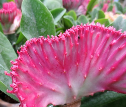 Là một loại xương rồng nên cây có tác dụng xua đuổi tà khí, bảo vệ ngôi nhà không bị các điều xấu xâm phạm. Nếu trồng lâu năm cây sẽ có hình dáng bề thế, khá ấn tượng. Nhờ vậy mà cây trở thành thú chơi của một số nhà giàu.