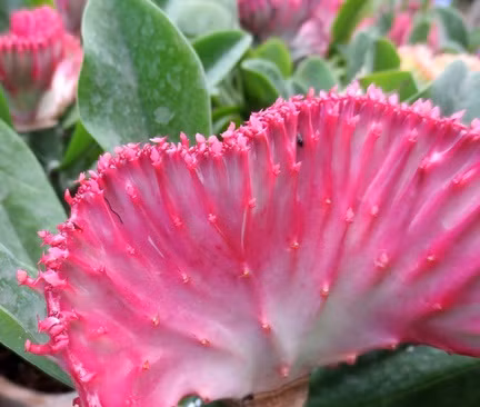 Là một loại xương rồng nên cây có tác dụng xua đuổi tà khí, bảo vệ ngôi nhà không bị các điều xấu xâm phạm. Nếu trồng lâu năm cây sẽ có hình dáng bề thế, khá ấn tượng. Nhờ vậy mà cây trở thành thú chơi của một số nhà giàu.