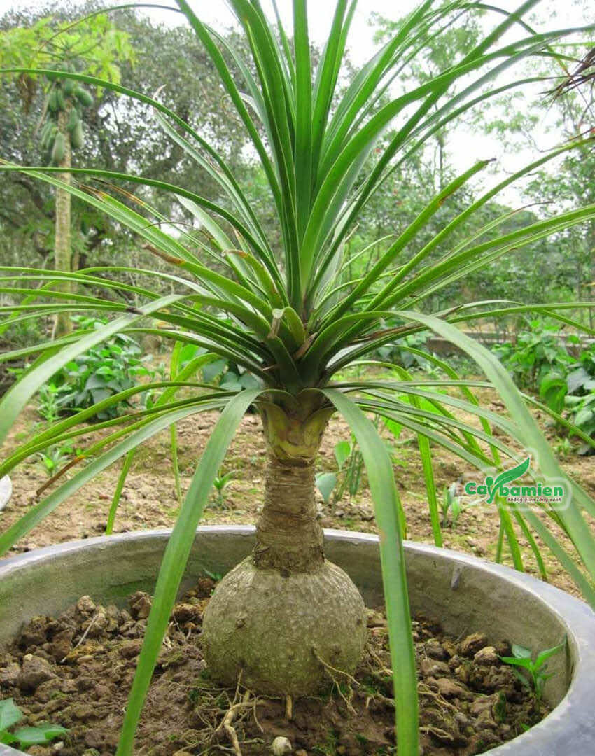 Lá của cây có màu xanh ngọc lục bảo rất đẹp, nhìn cũng có vẻ tao nhã nhưng nhìn tổng thể nó như một chai rượu xấu xí với một vài chiếc lá xanh ngọc và tao nhã cắm bên trên, trông không đẹp mắt. Thế nhưng rất nhiều nhà giàu vẫn giữ cây lan bình rượu trong nhà, thậm chí còn đặt ở những vị trí quan trọng.