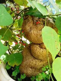 Điểm ấn tượng duy nhất của cây cảnh này là những chiếc lá nhỏ của nó. Lá cây bình vôi hình tròn, nối tiếp nhau, xanh mướt, xinh đẹp. Khi leo lên giàn nhìn tràn đầy sức sống và có thể tạo hình tốt.