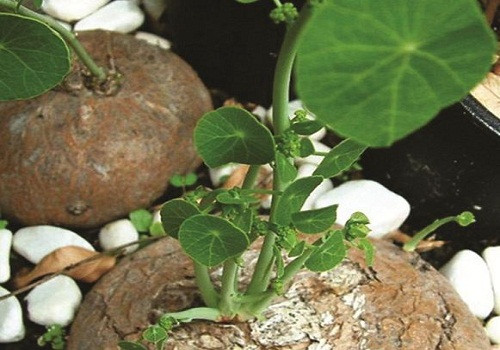 Trong phong thủy, bình vôi được xem như một loại cây trừ tà, xua ma quỷ và giúp cho gia chủ có được vượng khí. Vì vậy mà người giàu có thích chưng một chậu cây cảnh bình vôi trong nhà.