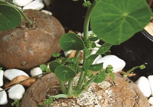 Trong phong thủy, bình vôi được xem như một loại cây trừ tà, xua ma quỷ và giúp cho gia chủ có được vượng khí. Vì vậy mà người giàu có thích chưng một chậu cây cảnh bình vôi trong nhà.