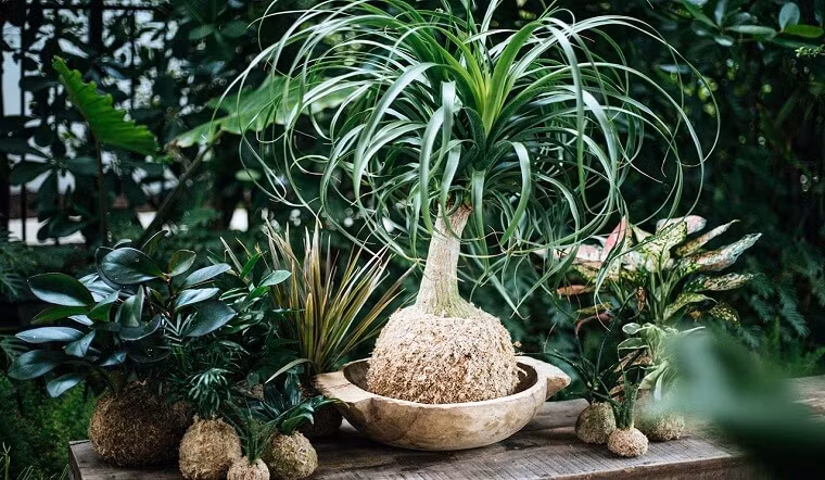 Trong phong thủy, cây lan bình rượu có ý nghĩa mang lại phú quý, chiêu tài, hút lộc, mang may mắn và giúp gia chủ thăng chức. Bên cạnh đó, cây còn được biết đến là loại cây có khả năng giúp gia chủ thăng tiến trong sự nghiệp, công danh.