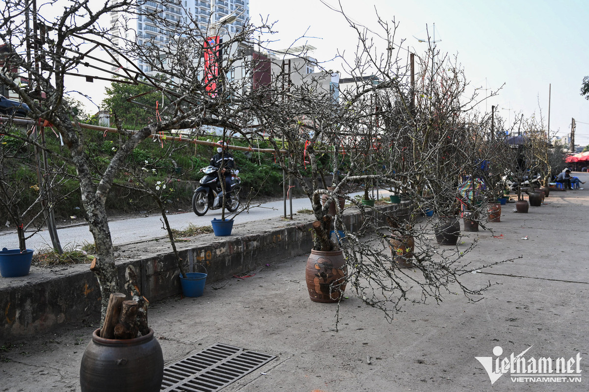 Dan Hai Phong, Nam Dinh mua canh dao choi Tet Duong lich-Hinh-8