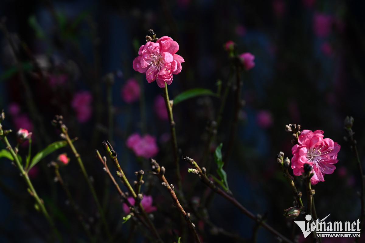 Dan Hai Phong, Nam Dinh mua canh dao choi Tet Duong lich-Hinh-2