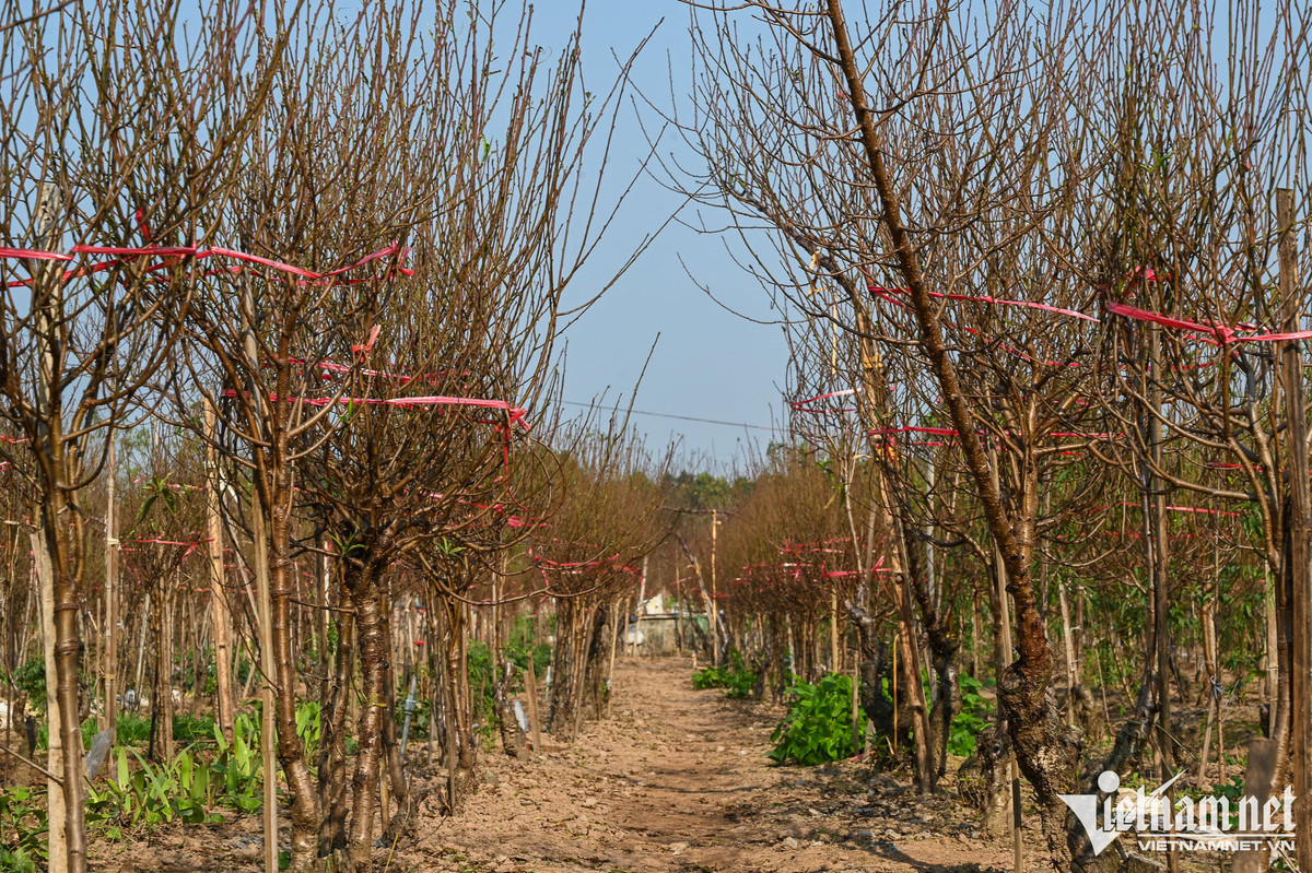 Dan Hai Phong, Nam Dinh mua canh dao choi Tet Duong lich-Hinh-10
