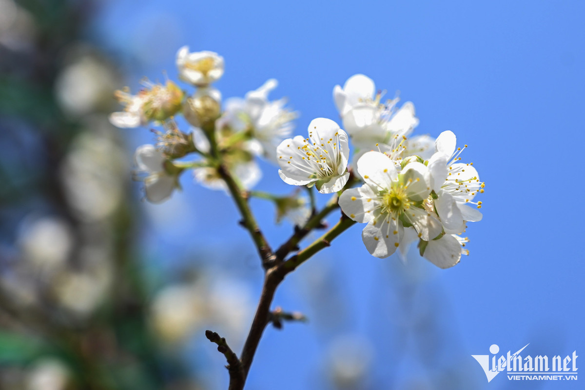 Dan Hai Phong, Nam Dinh mua canh dao choi Tet Duong lich-Hinh-9