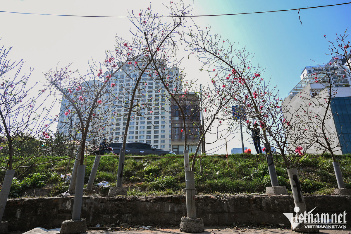 Dan Hai Phong, Nam Dinh mua canh dao choi Tet Duong lich-Hinh-4