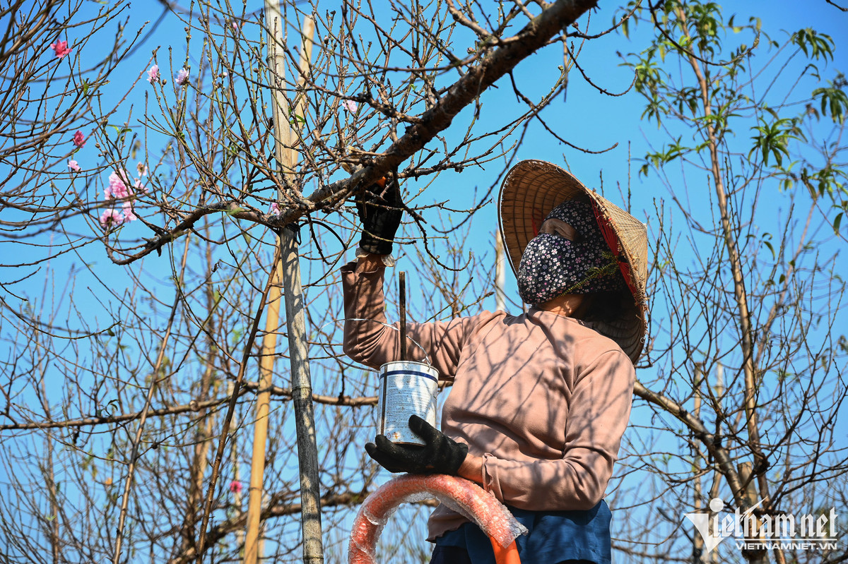 Dan Hai Phong, Nam Dinh mua canh dao choi Tet Duong lich-Hinh-11
