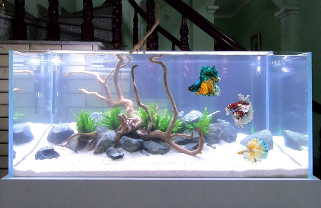 Bể cá. Bể cá được sử dụng để chứa nước và nuôi cá. Trong dân gian, có một câu nói: “Sơn chủ nhân đinh, thủy chủ tài”, nước là biểu tượng của sự giàu có, bể cá cũng vậy. Trong phong thủy dương trạch, vị trí đặt bể cá rất được chú ý, bể cá ý tứ như vậy, tự nhiên không thể dễ dàng tùy tiện tặng người!