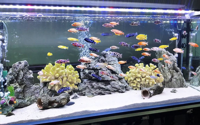 Bất kể là ví tiền, hay là bể cá, đều được người xưa cho rằng đại biểu cho tài vận của một người, bởi vậy không thể tặng người, nếu không sẽ tạo thành “tài không” như câu tục ngữ. Về tặng quà, người xưa đã có rất nhiều suy nghĩ, cũng có một câu tục ngữ gọi là: “Lễ đa nhân bất quái”, còn có một câu tục ngữ là: “Thiên lý tống nga mao, lễ khinh tình ý trọng”.