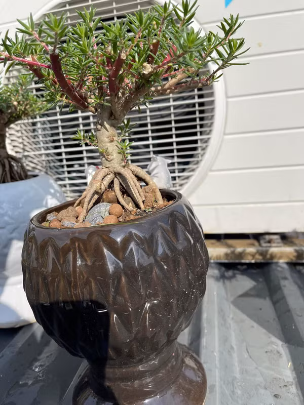 Dan Viet chi hon nua trieu dong de mua mot cay hoa muoi gio-Hinh-4