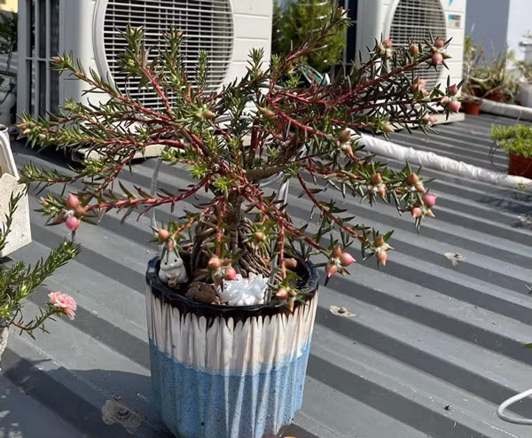 Dan Viet chi hon nua trieu dong de mua mot cay hoa muoi gio-Hinh-5