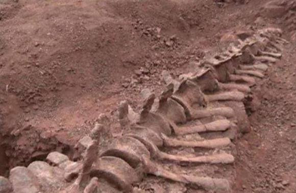 Ngac nhien hai cay co tuoi tho hon 2.000 nam-Hinh-3