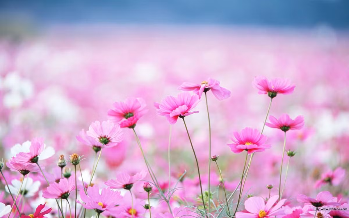 Sau một thời gian nỗ lực những cố gắng của họ sẽ được đền đáp. Trong năm 2022, người sinh tháng 1 và 5 Âm lịch có nhiều cơ hội để phát triển ở nơi làm việc. Chỉ cần biết tận dụng, họ sẽ tạo được thành tích đáng kể và của cải cũng theo đó mà đến. Năm nay, họ sẽ tạm biệt khó khăn, túng thiếu.