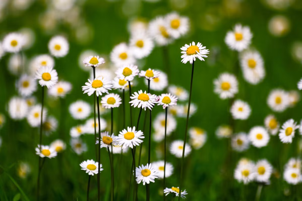 Tuy nhiên, dù gặp nhiều khó khăn vất vả nhưng người sinh vào 2 tháng Âm lịch này không ngừng khát vọng vươn lên. Họ luôn giữ thái độ sống tích cực, không nản chí, tuyệt vọng.