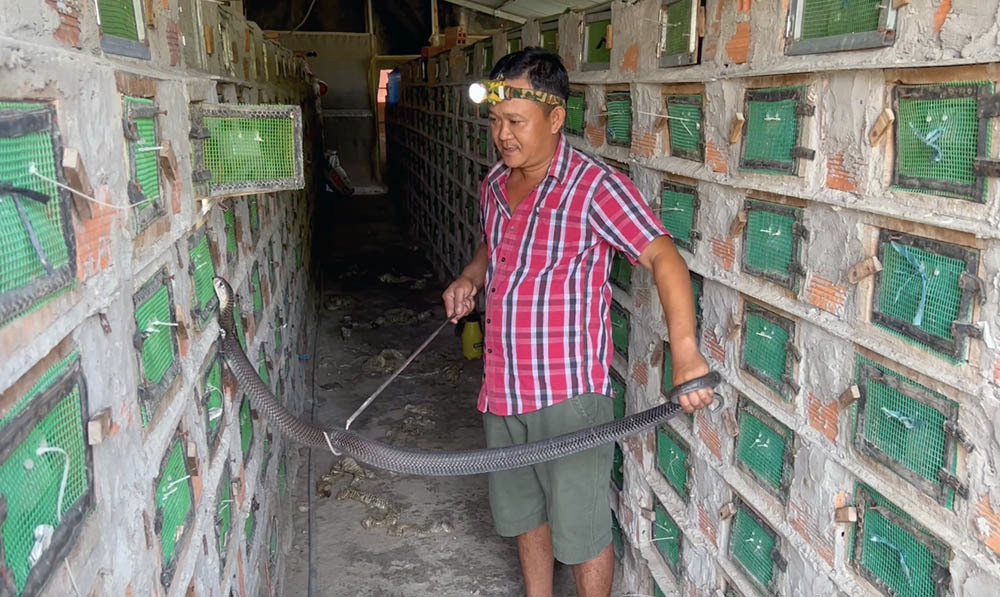 On lanh vao o ran ho hang nghin con lon nhat mien Tay