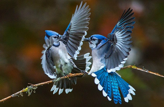 Ai sinh ngày Âm lịch này trí tuệ minh mẫn, giỏi kiếm tiền Ai sinh ngay Am lich nay tri tue minh man, gioi kiem tien